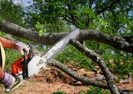 Best Commercial Tree Removal  in Norton Shores, MI